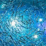 Fisch, Ton, laut