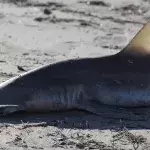 Fischer schlitzt den Bauch eines Hais auf und macht eine grausige Entdeckung