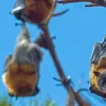 Fledermäuse sind nicht gefährlich