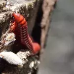 Fleischfressender Wurm aufgetaucht: Diese beunruhigenden Folgen hat er für uns