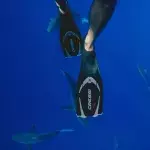 Flossen im Ozean mit Haien