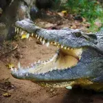 Fund im Magen eines Alligators