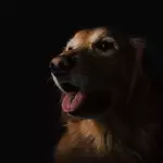 Golden Retriever im Portrait