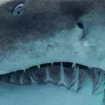 Haifisch