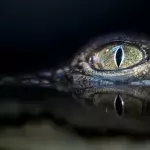 Handelt es sich bei der Entdeckung um ein Krokodil?