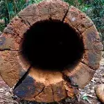 Hohler Baum