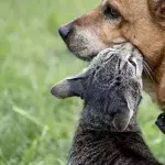 Hund vs. Katze: Die Wissenschaft hat herausgefunden, welches Haustier schlauer ist