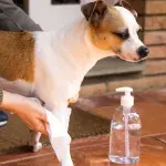 Hunde