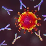 Illustration: Antikörper reagieren auf Corona-Virus