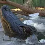 Im gefrorenen Wasser: Alligatoren entwickeln gruseligen Trick!