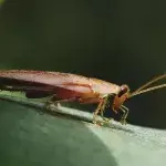 Kakerlaken sind zähe Tiere
