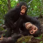 Können Tiere lachen? Dafür wurden auch Affen gekitzlet