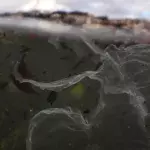 Können uns Bakterien vom Plastikmüll befreien?
