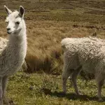Lamas 