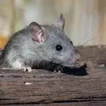 Mäuse gewinnen verlorene Erinnerungen durch Medikament zurück
