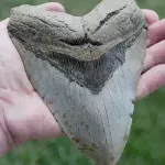 Megalodon: Darum ist der größte Hai aller Zeiten ausgestorben