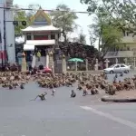 Mich laust der Affe: Hunderte hungrige Primaten machen in Thailand die Stadt unsicher