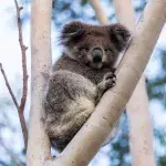 Mit dieser verblüffenden Idee sollen Koalas vor dem Aussterben bewahrt werden