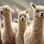 Mit Lamas gegen Covid-19