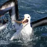 Mithilfe von Albatrossen soll jetzt der illegale Fischfang gestoppt werden