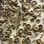 Neue 99 Millionen Jahre alte Tierart in Bernstein entdeckt
