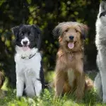 Neue Hundestudie