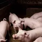 Neuer Schweinegrippevirus in China entdeckt