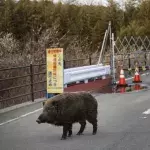 Nuklear-Schweine