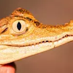 Orangefarbenes Krokodil entdeckt