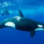 Orcas