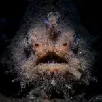 Paar entdeckt am Strand einen mysteriösen Fisch mit Beinen