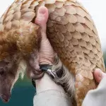 Pangolin