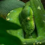 Queimada Grande: Brasilianische Insel wird von gefährlichen Schlangen erobert.