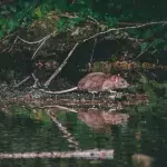 Ratten mit Omikron