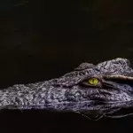 Reste eines Dinosauriers im Magen eines Krokodils gefunden