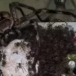 Riesenspinne
