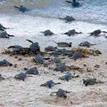Schildkröten