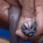 Schleimaal