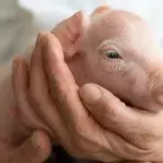 Schwein-Affen-Hybrid