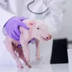 Schwein im Labor gezüchtet