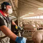 Schweineerreger aus China