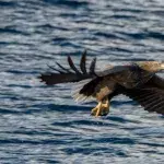 Seeadler kehren nach 100 Jahren zurück