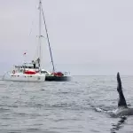 Segelboot im Visier!