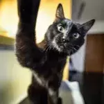 Seine Katze sucht sich einen außergewöhnlichen Schlafplatz