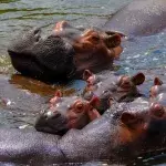 Seit Escobars Tod ist die Zahl seiner Hippos von vier auf 80 gestiegen