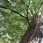 Seltenes Naturschauspiel: Nach Blitzschlag brennt Baum im Inneren