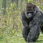Seltenster Großaffe der Welt zum ersten Mal fotografiert