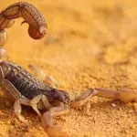 Skorpion-Plage in Ägypten