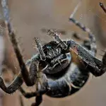 Spinne, die mit ihrem Biss eure Haut zum Verwesen bringt