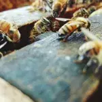 Spinne und Bienen treten gegeneinander an